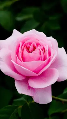 Rose Live Wallpaper android App screenshot 3